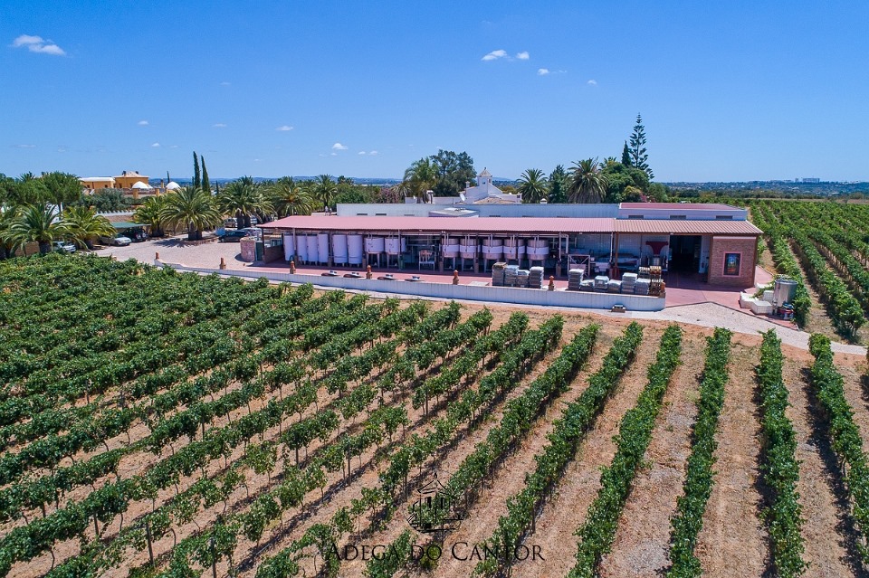 Adega do Cantor Vineyards