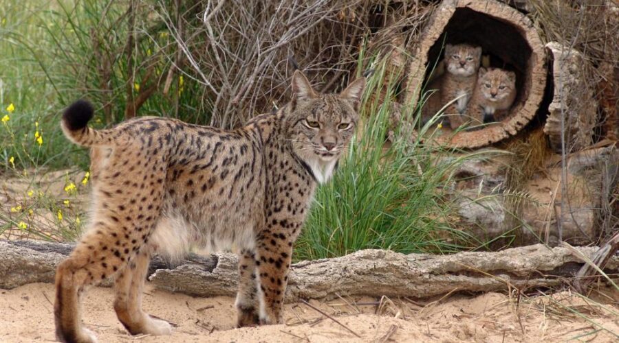 Iberian lynx population doubles in three years