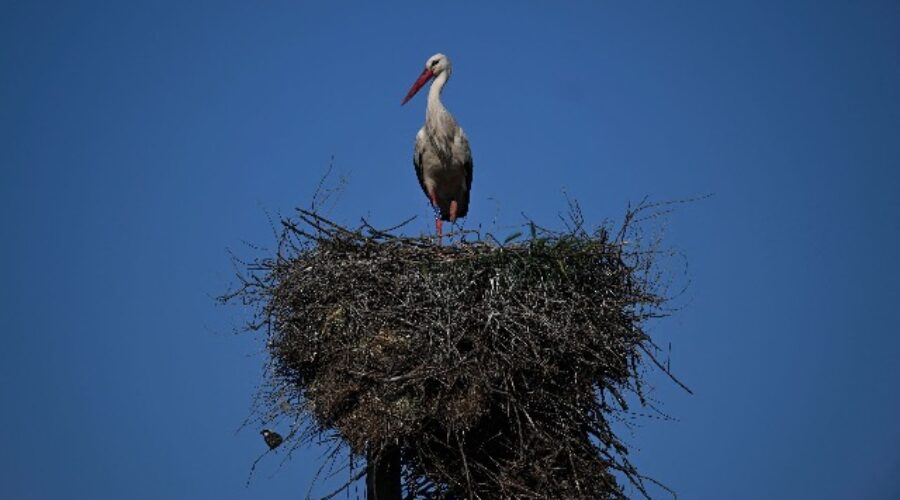 Portugal’s white stork numbers boosted