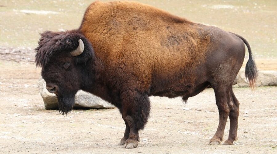 A group of eight European bison have been translocated to northern Portugal